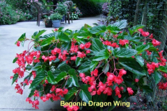 2.-Begonia-Dragon-Wing